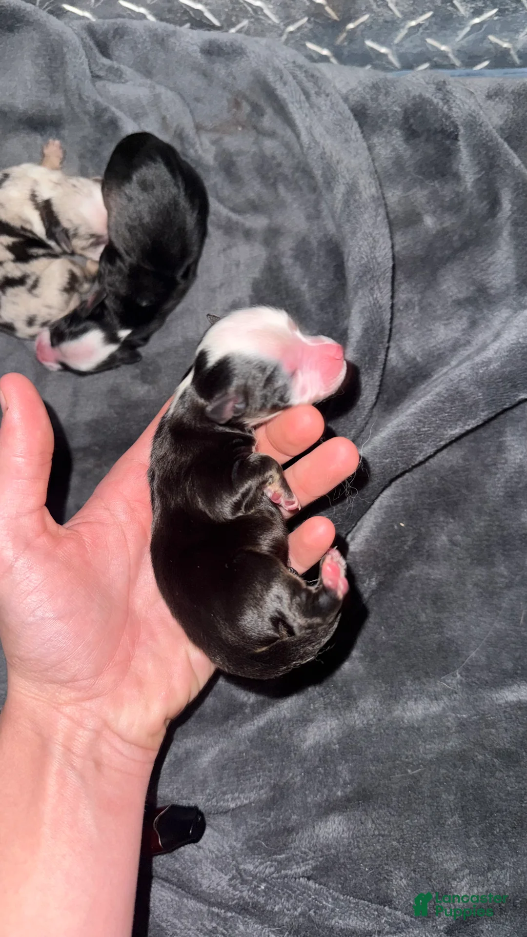 Toy Australian Shepherd dogs for sale: Toy Australian Shepherd Puppy 2 - Ad 1