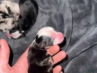 Toy Australian Shepherd dogs Toy Australian Shepherd Puppy 2 - Ad 3