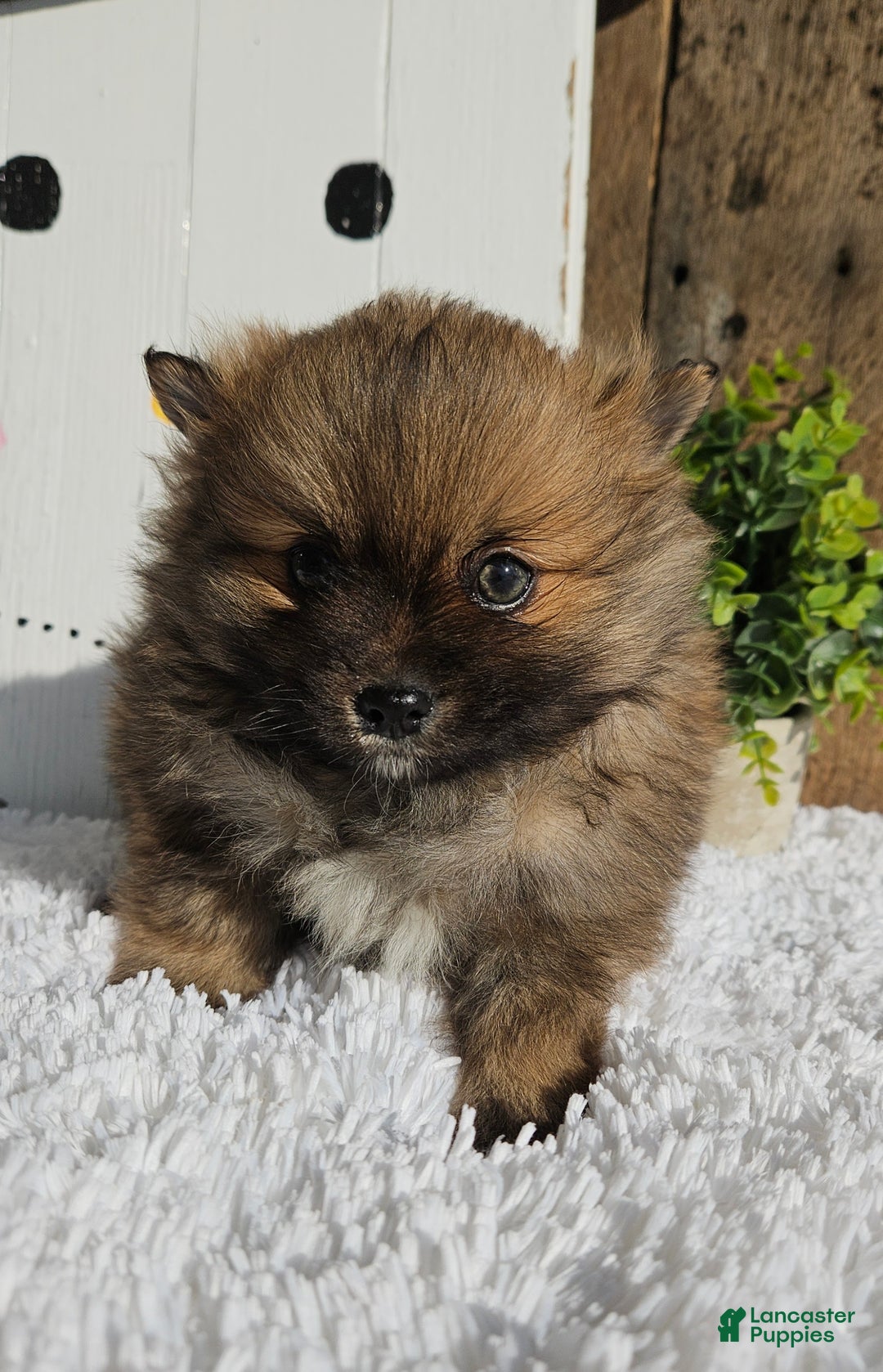 Pomeranian dogs for sale: Tommy - Ad 4