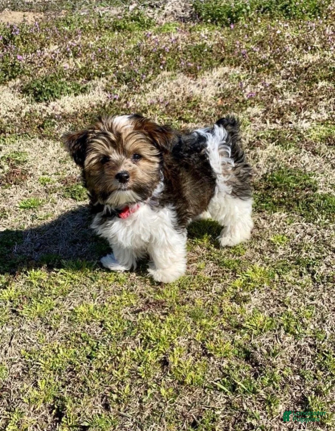 Yorkshire Terrier dogs for sale: Yorkshire Terrier 3 - Ad 6