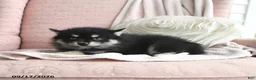 Pomsky dogs for sale: Blake - Ad 3