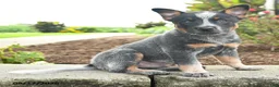 Australian Cattle Dog dogs for sale: Fido - Ad 4