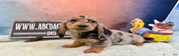 Miniature Dachshund dogs for sale: AKC Show Dapple- Russian - Ad 7