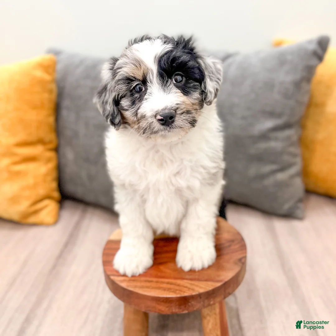 Aussiedoodle dogs for sale: Spice - Ad 2