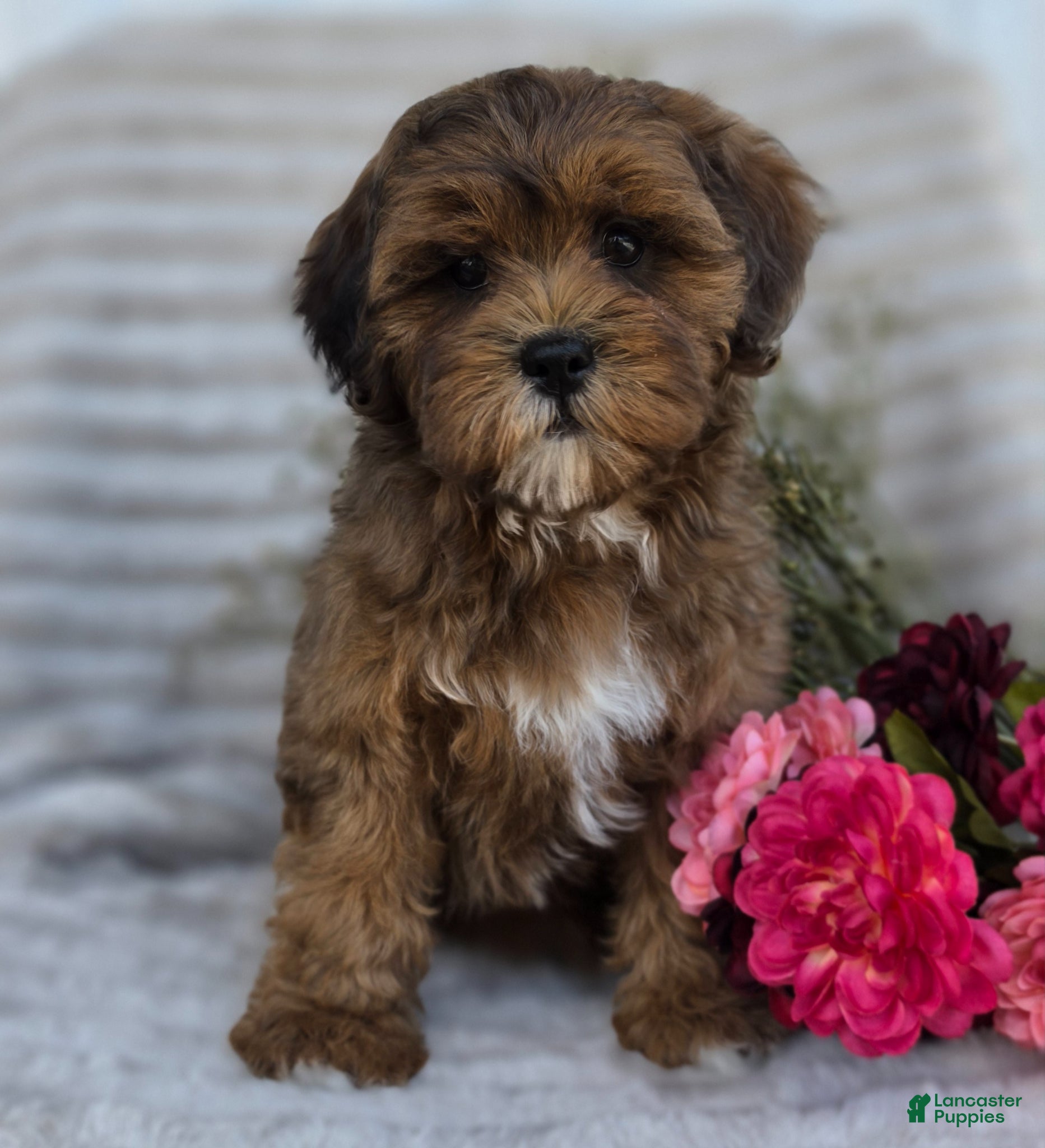 Shihpoo dogs Carli - Ad 2