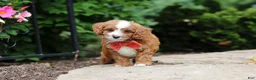 Cavapoo dogs for sale: Champ - Ad 5