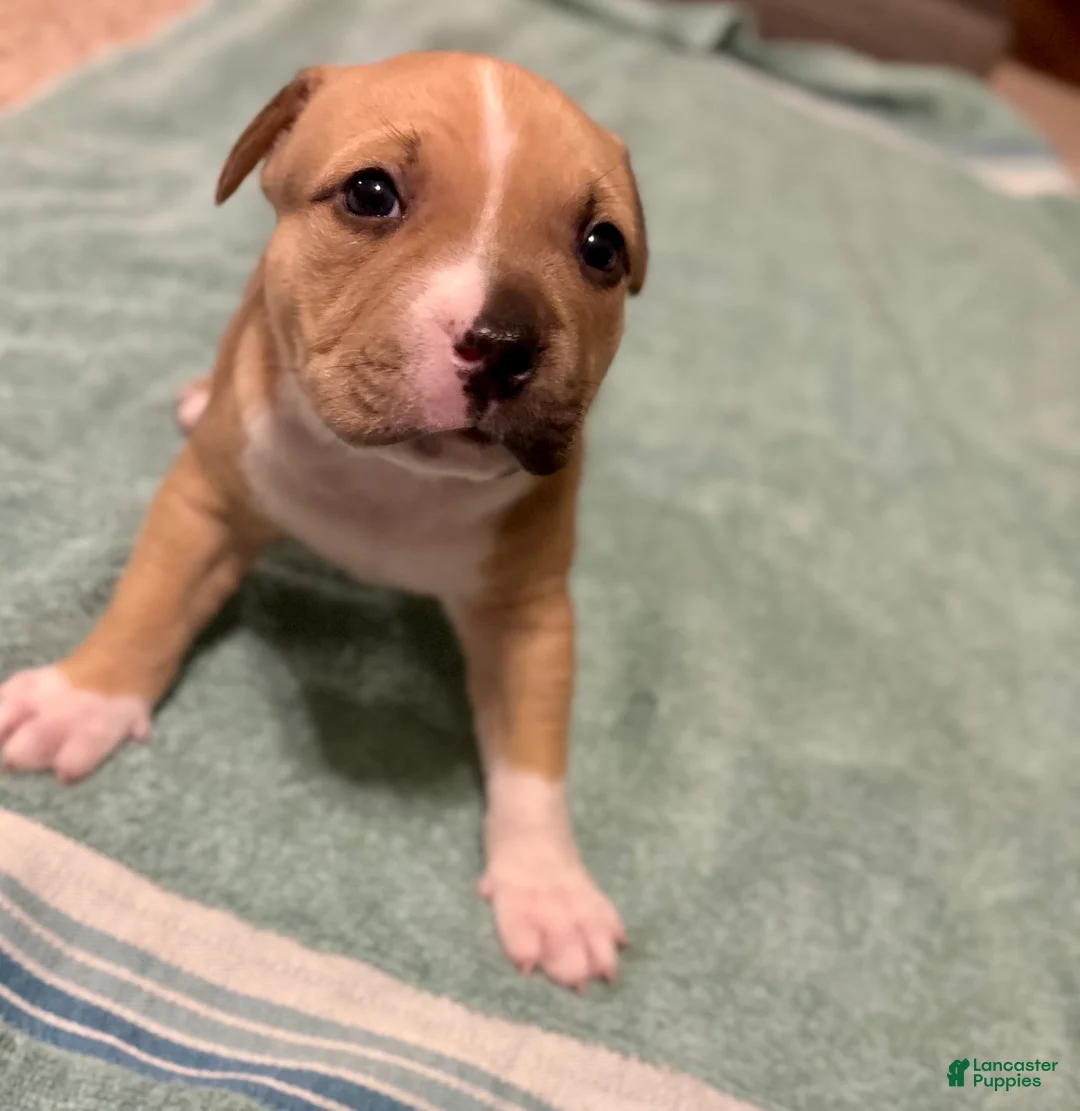 American Bully dogs for sale: Dahlia - Ad 1