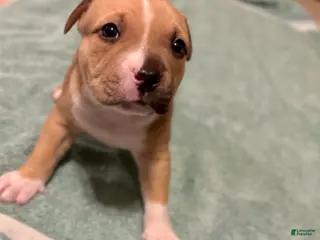 American Bully dogs for sale: Dahlia - Ad 3