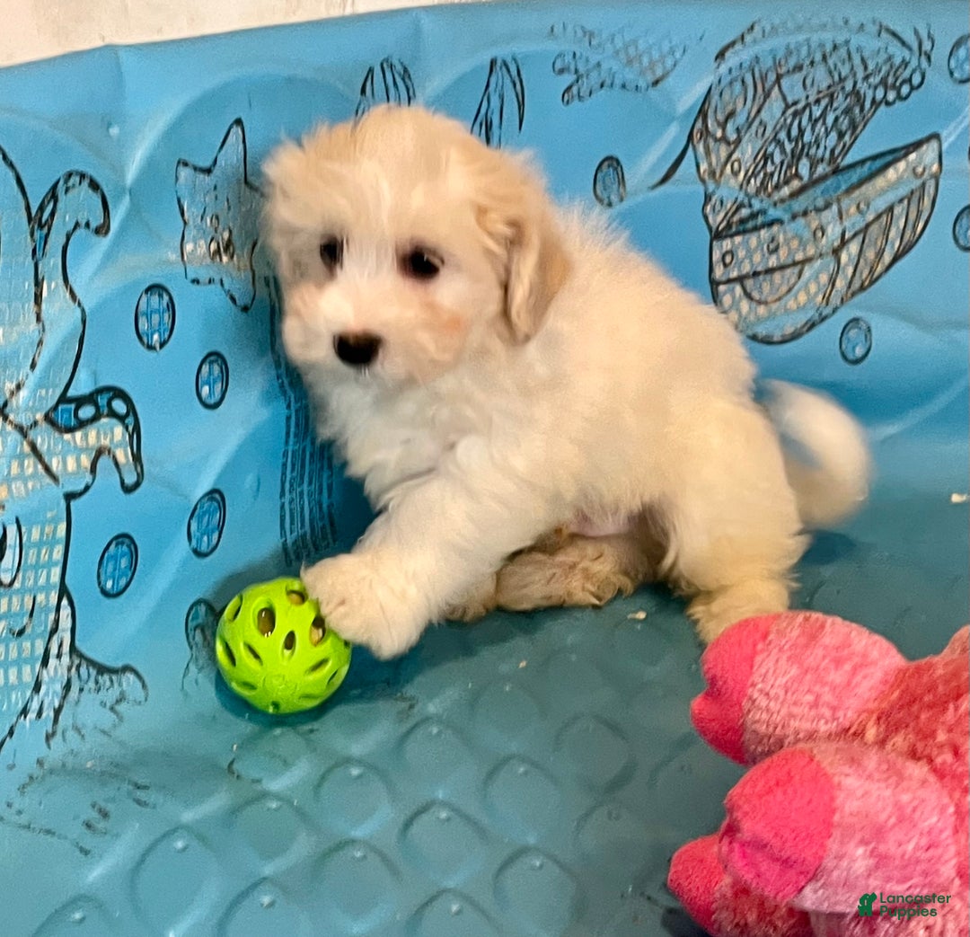 Mixed Breed dogs for sale: Scott  - Ad 4