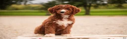 Cavapoo dogs for sale: Rory Cavapoo  - Ad 8