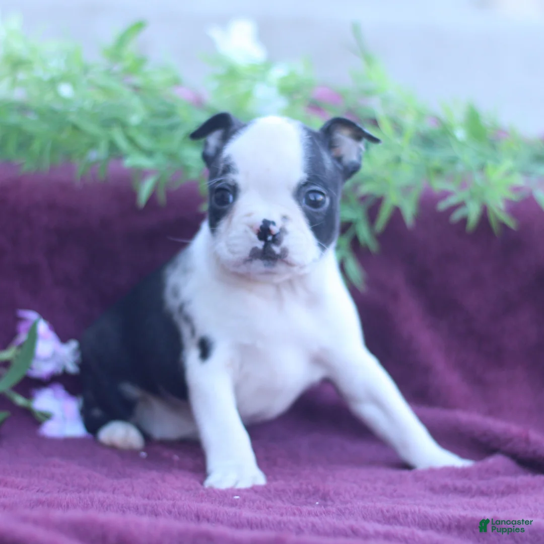 Boston Terrier dogs for sale: Muffin  - Ad 1