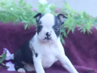 Boston Terrier dogs for sale: Muffin - Ad 2