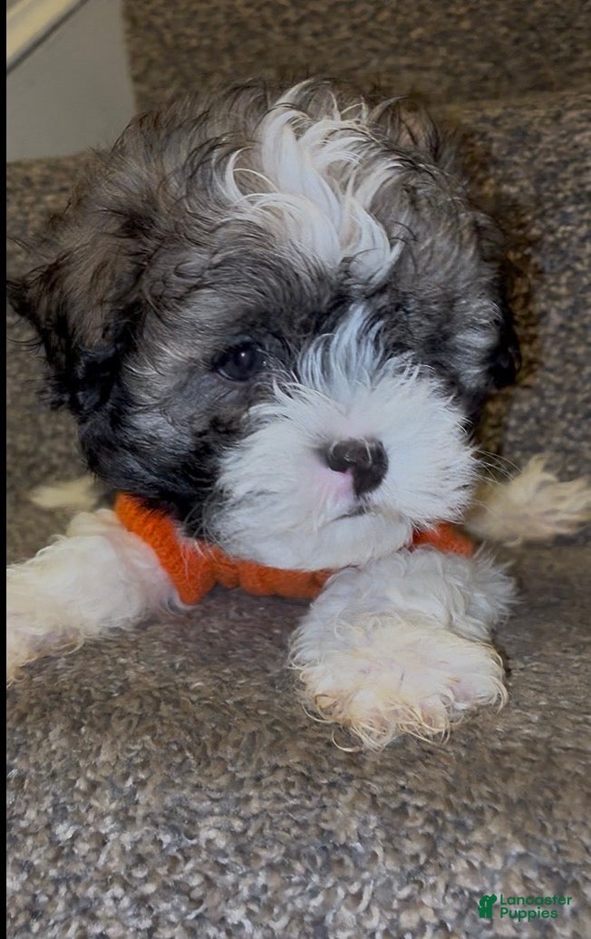 Malshi dogs Giuseppe - Ad 11