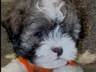 Malshi dogs Giuseppe - Ad 11