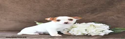 Jack Russell Terrier dogs for sale: Bandit - Ad 3