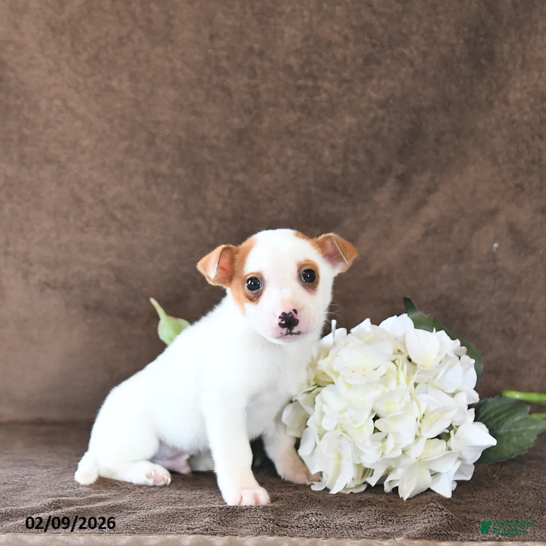 Jack Russell Terrier dogs for sale: Bandit - Ad 3