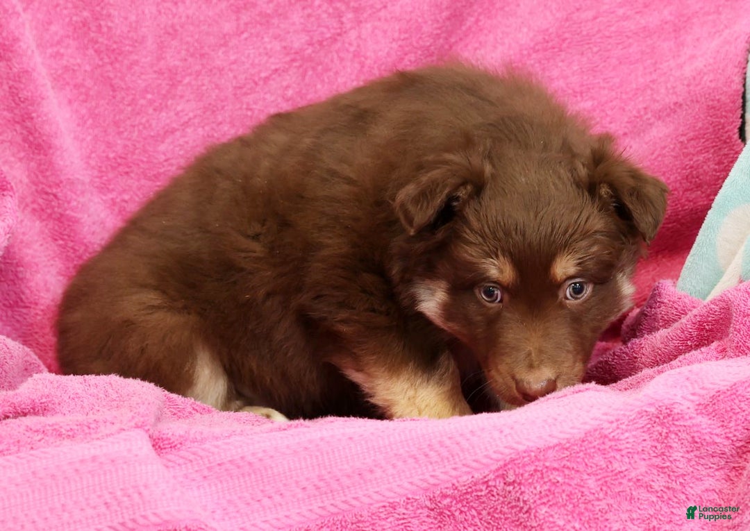 Miniature Australian Shepherd dogs for sale: Daisy - Ad 9