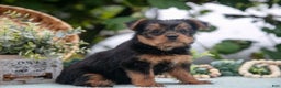 Shorkie dogs for sale: Hannah - Ad 4