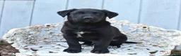 Mixed Breed dogs for sale: Milo - Ad 3