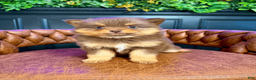 Pomsky dogs for sale: Heidi Jr. - Ad 5