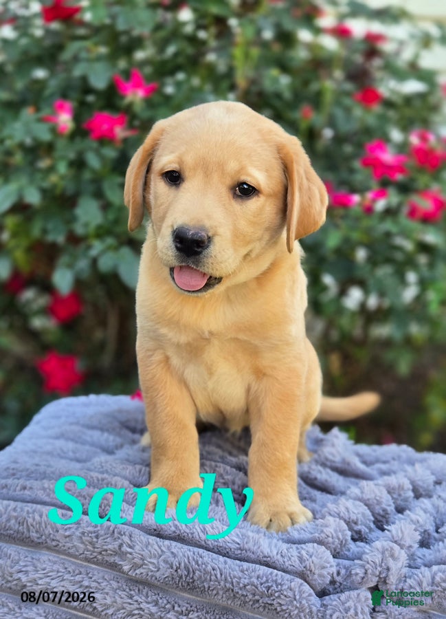 Labrador Retriever dogs Sandy - Ad 1