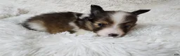 Shetland Sheepdog dogs for sale: Maverick - Ad 4