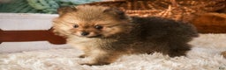 Pomeranian dogs for sale: Mr. Darcy - Ad 9