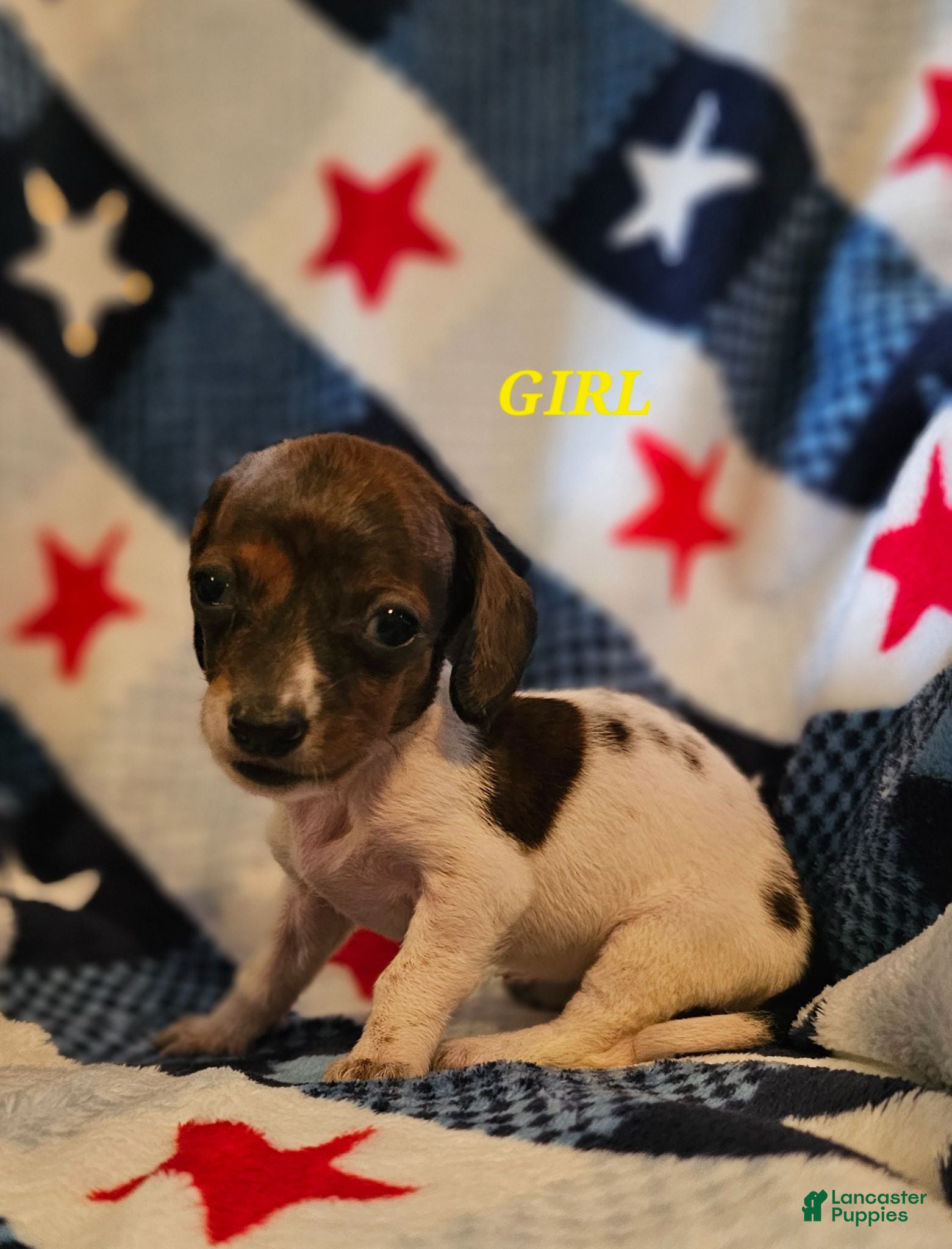 Miniature Dachshund dogs Miniature Dachshund 6 - Ad 13
