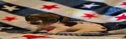 Miniature Dachshund dogs for sale: Miniature Dachshund 6 - Ad 1