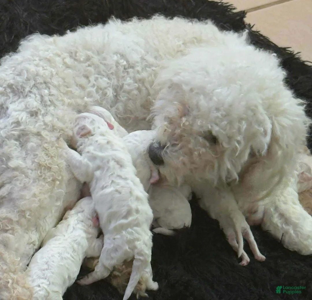 Maltipoo dogs for sale: Mozart - Ad 5