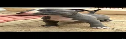 American Bully dogs for sale: American Bully 1 - Ad 1
