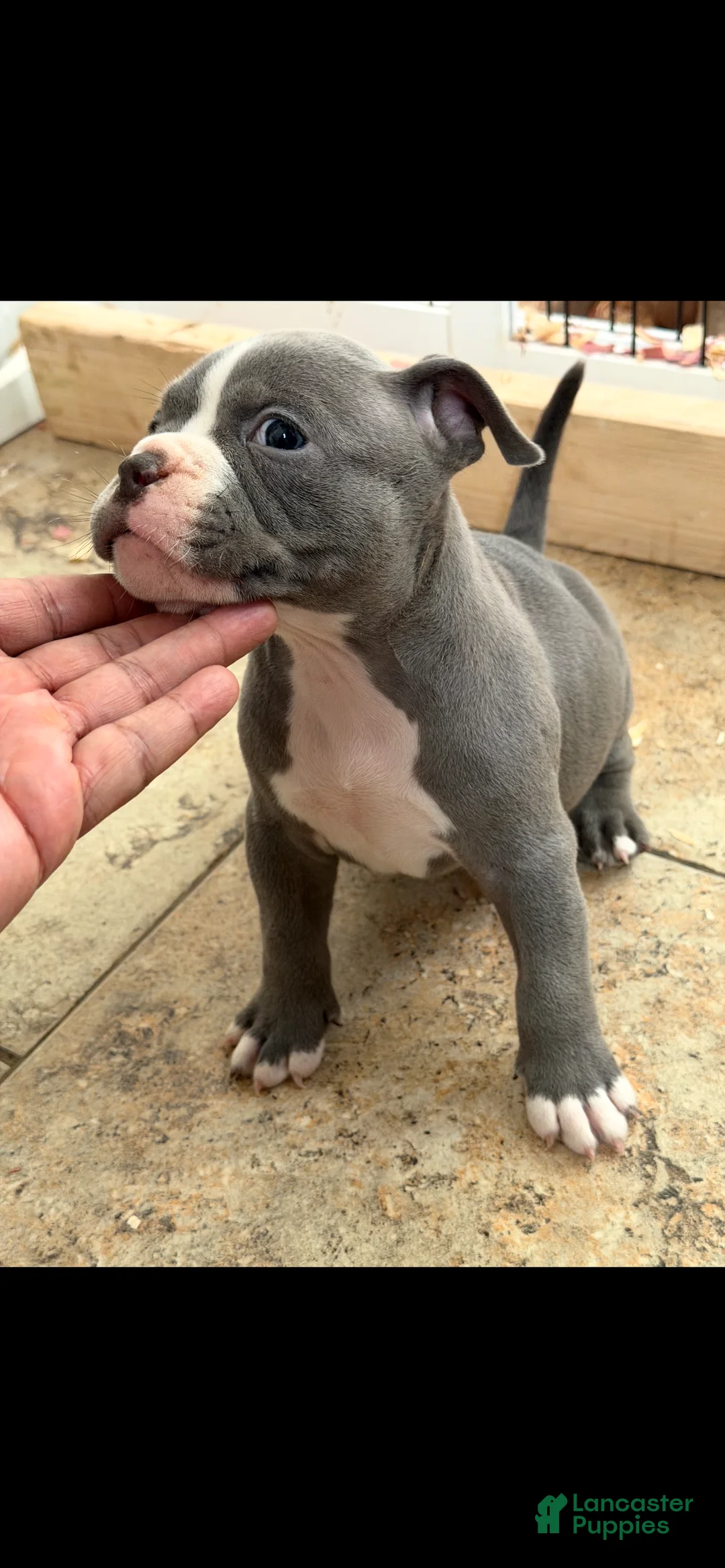 American Bully dogs for sale: American Bully 1 - Ad 1