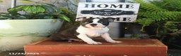 Boston Terrier dogs for sale: Luna   - Ad 1