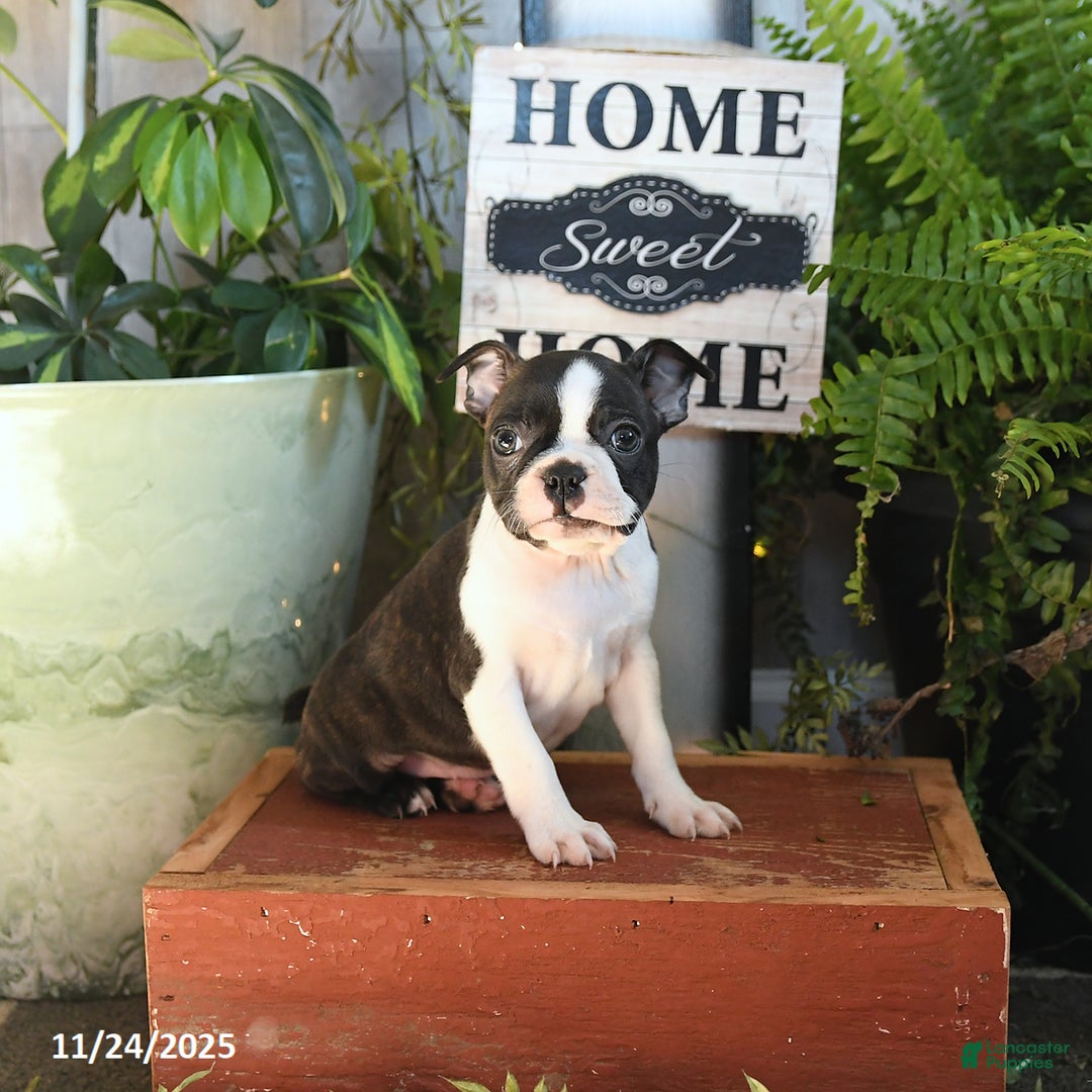 Boston Terrier dogs for sale: Luna   - Ad 1