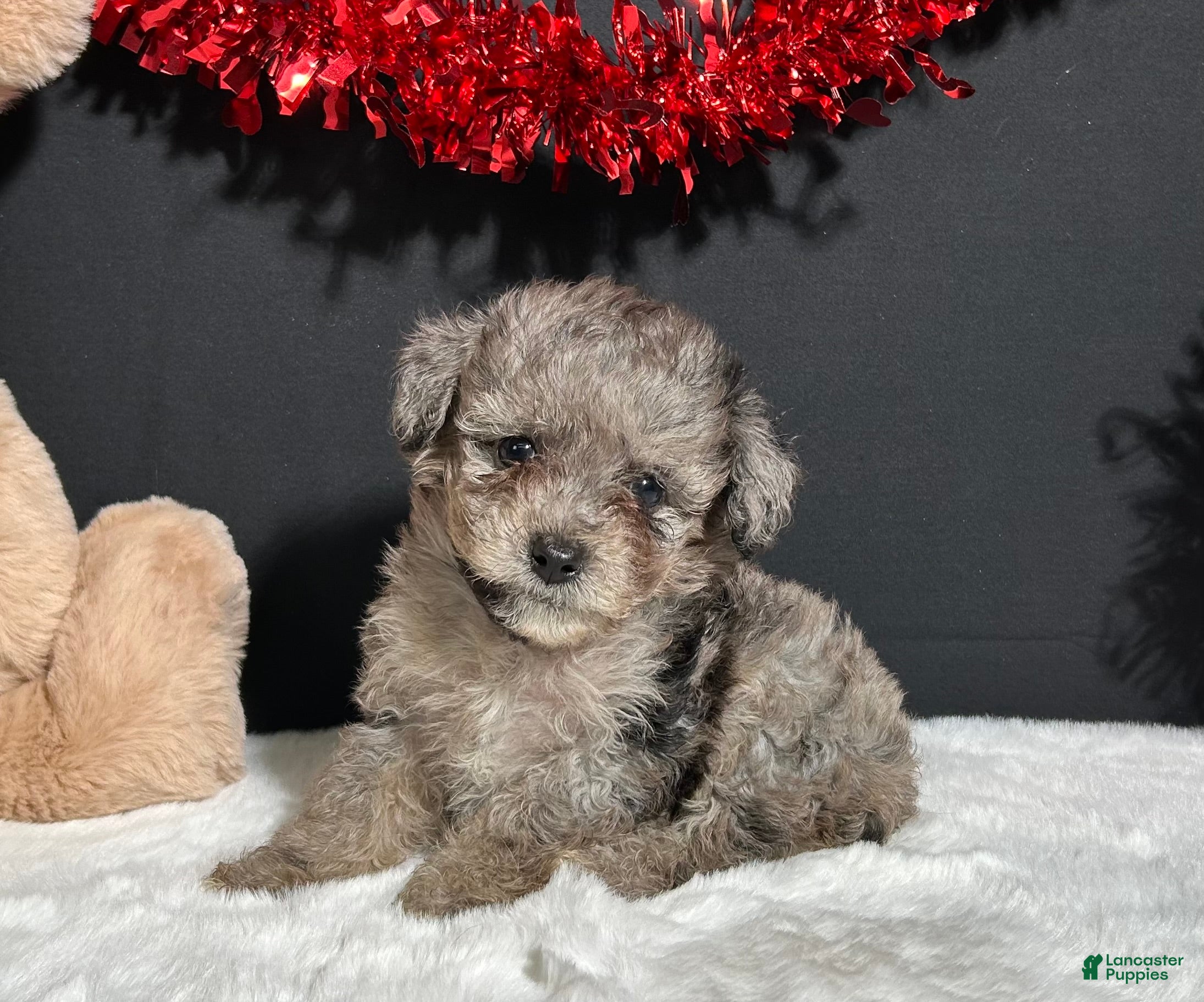 Toy Poodle dogs Milo - Ad 1
