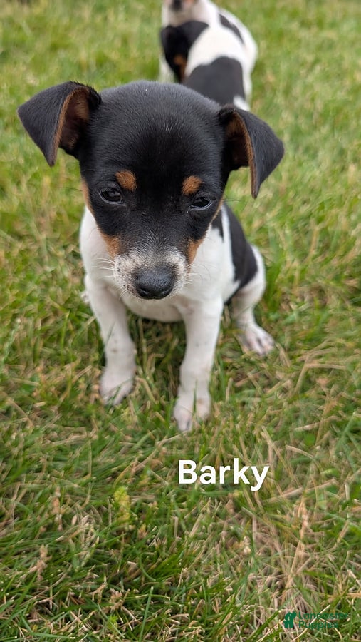Rat Terrier dogs Barky - Ad 1