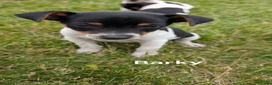 Barky