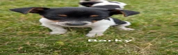 Rat Terrier dogs for sale: Barky - Ad 1