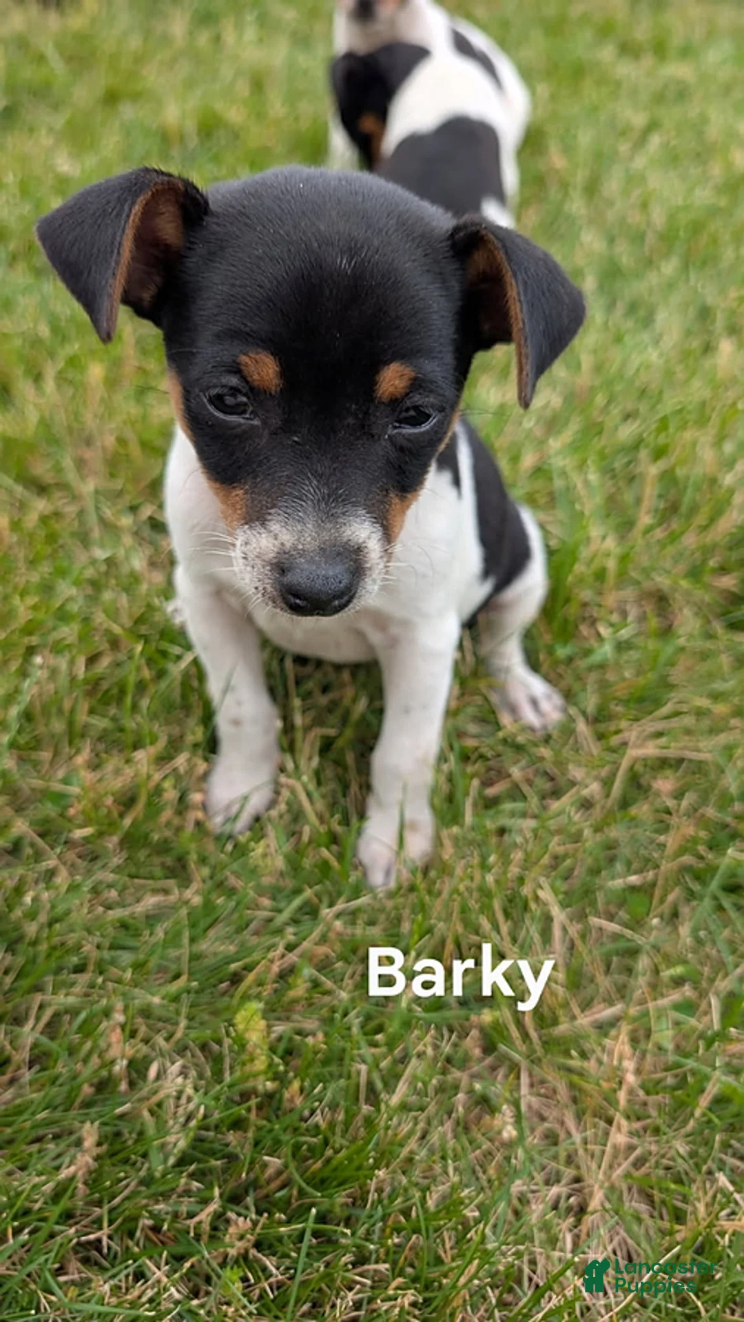 Rat Terrier dogs for sale: Barky - Ad 1