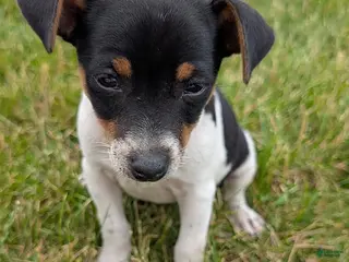 Rat Terrier dogs for sale: Barky - Ad 2