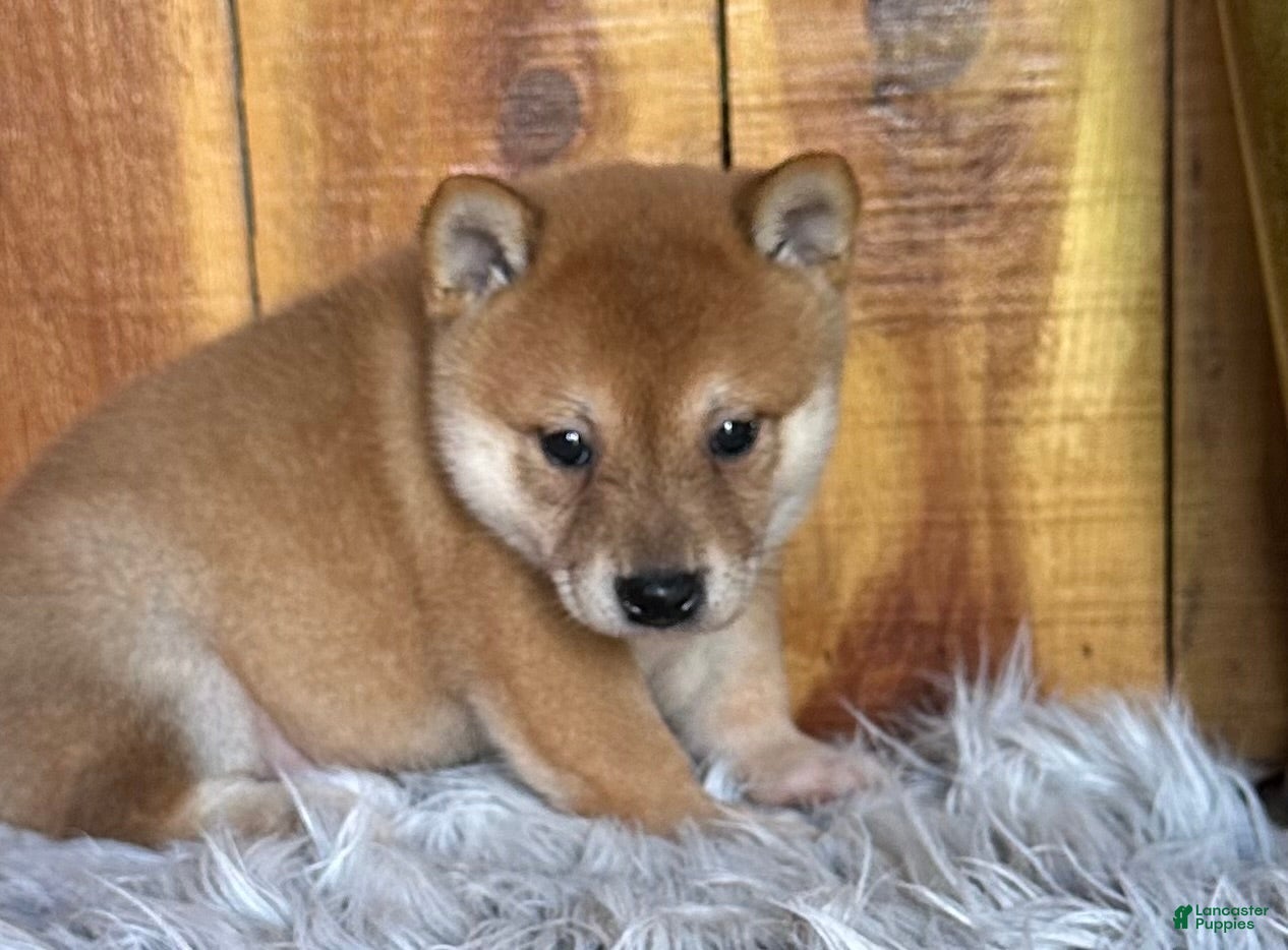Shiba Inu dogs Shiba Inu Puppy 6 - Ad 1