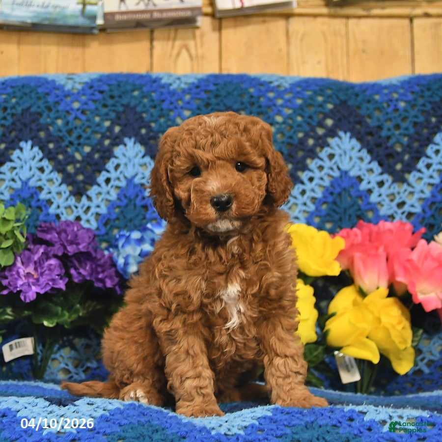 Mini Goldendoodle dogs Jumper  - Ad 1