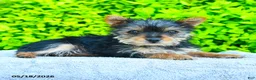 Yorkshire Terrier dogs for sale: Trixie - Ad 4