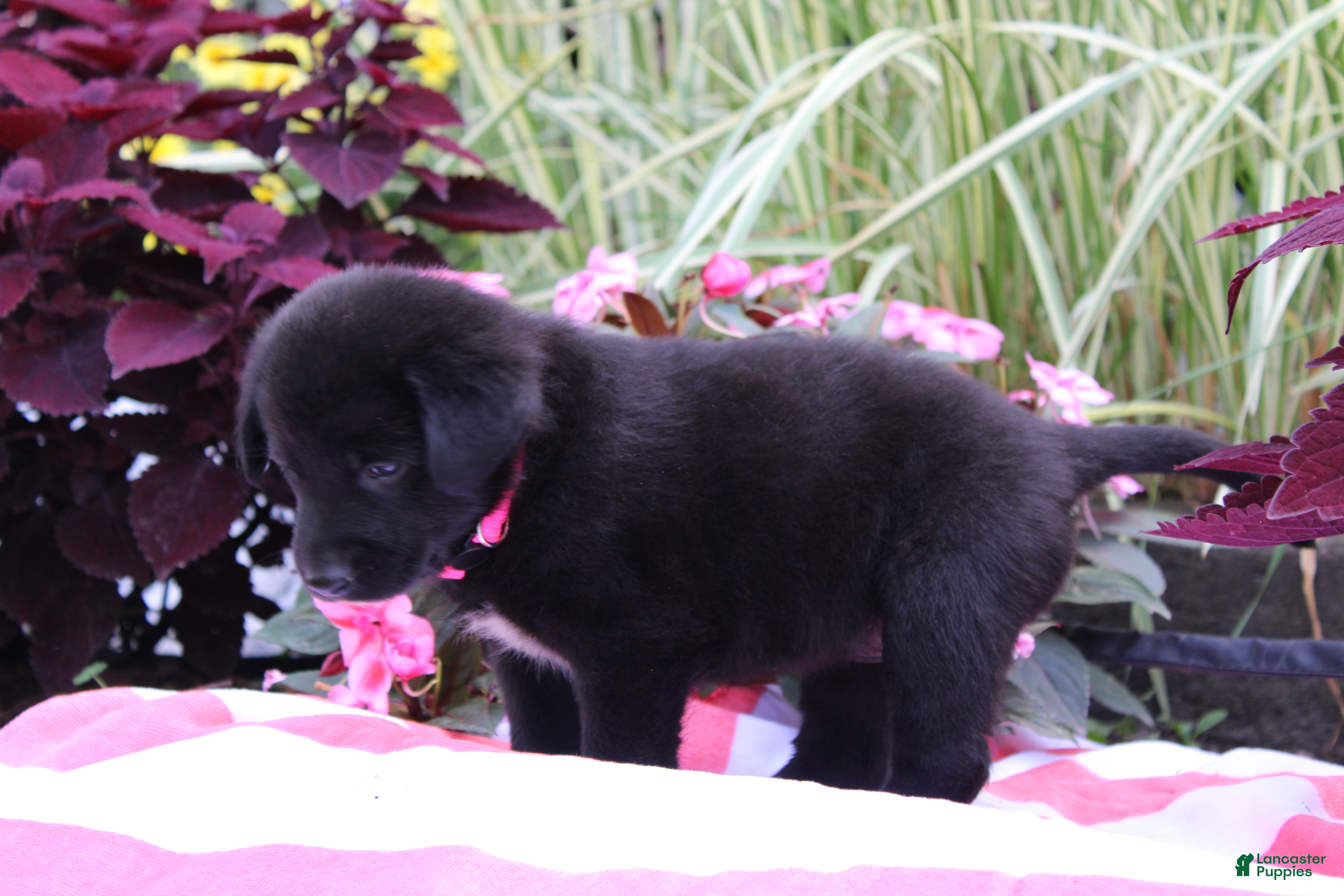 Labrador Retriever dogs Rosey - Ad 2