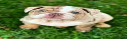 English Bulldog dogs for sale: ELMER - Ad 1