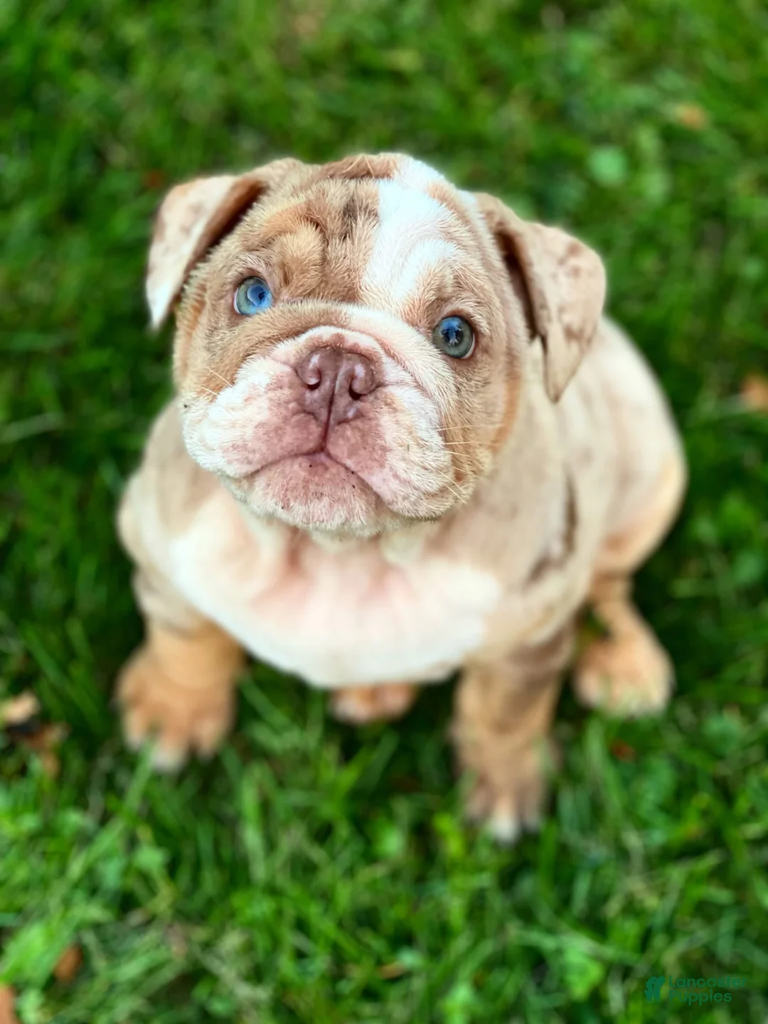 English Bulldog dogs for sale: ELMER - Ad 1