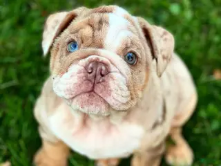 English Bulldog dogs ELMER - Ad 35