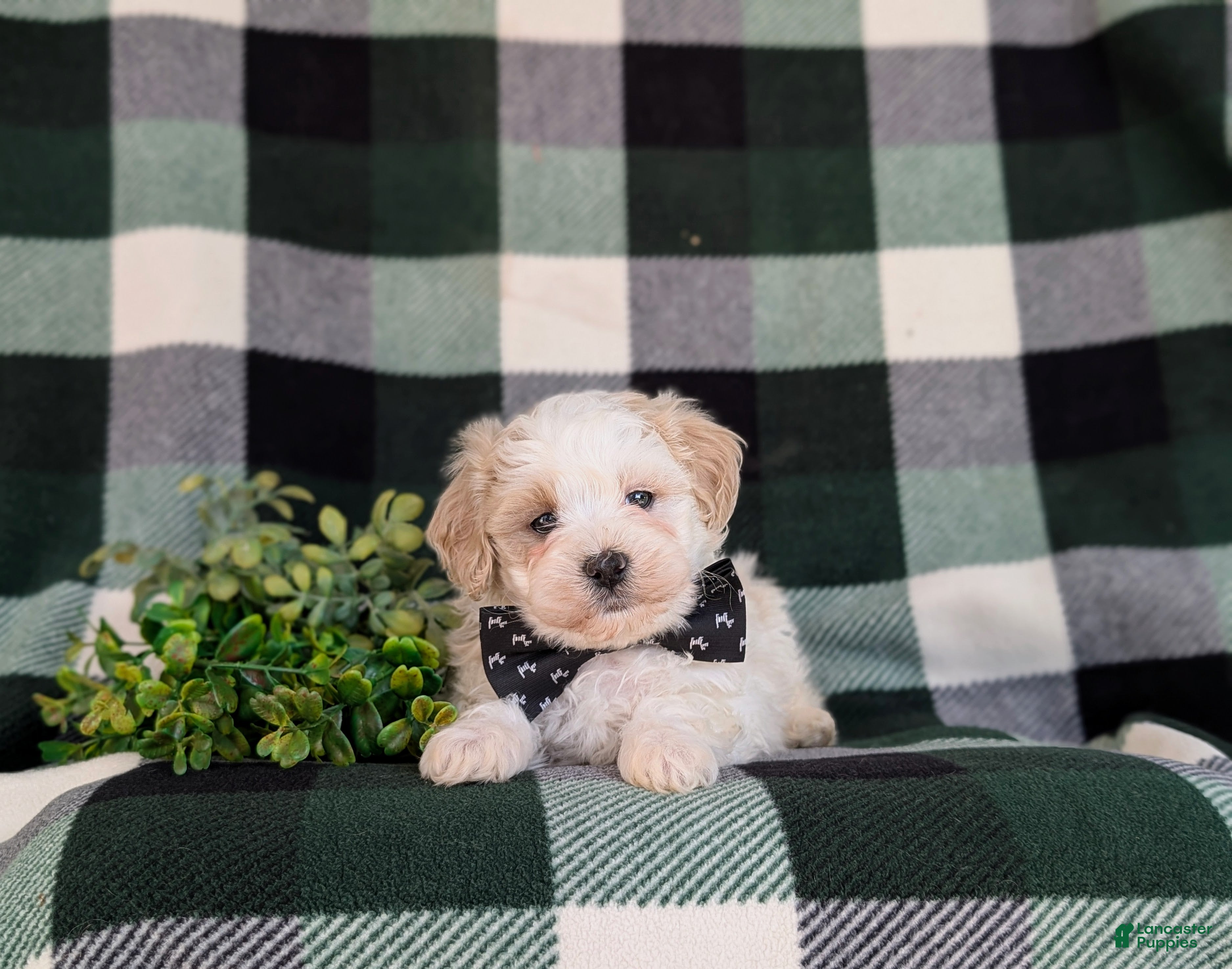 Maltipoo dogs for sale: Oscar - Ad 3