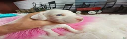 Dachshund dogs for sale: Nationwide delivery. Sugar pies white girl with blue eyes - Ad 4