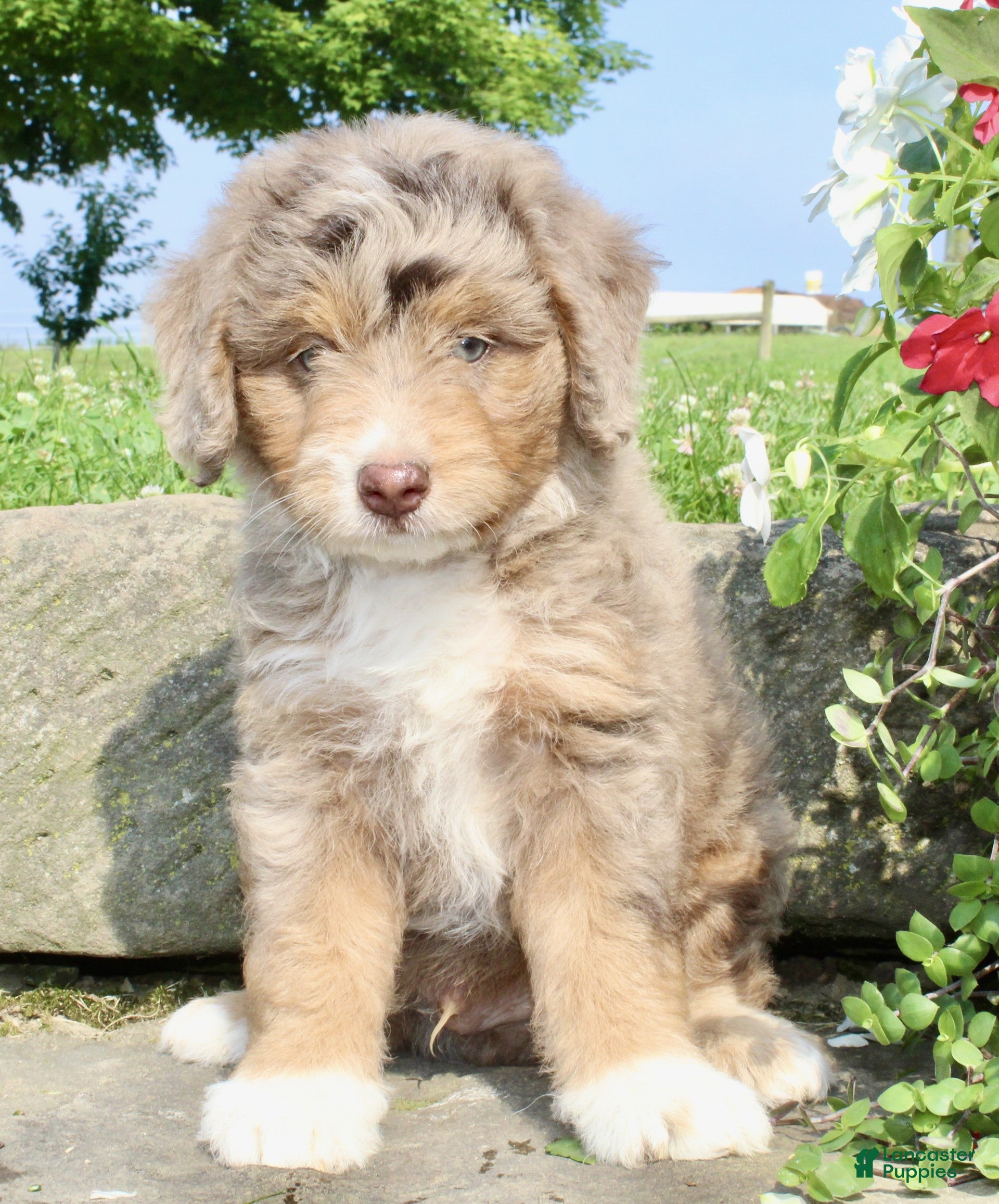 Mini Aussiedoodle dogs Clyde - Ad 2